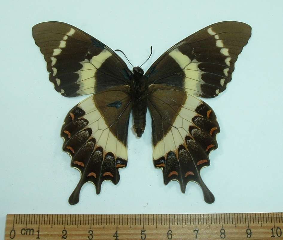 Female - Ventral<br>(Origin of the Specimen: Guadalajara, September)