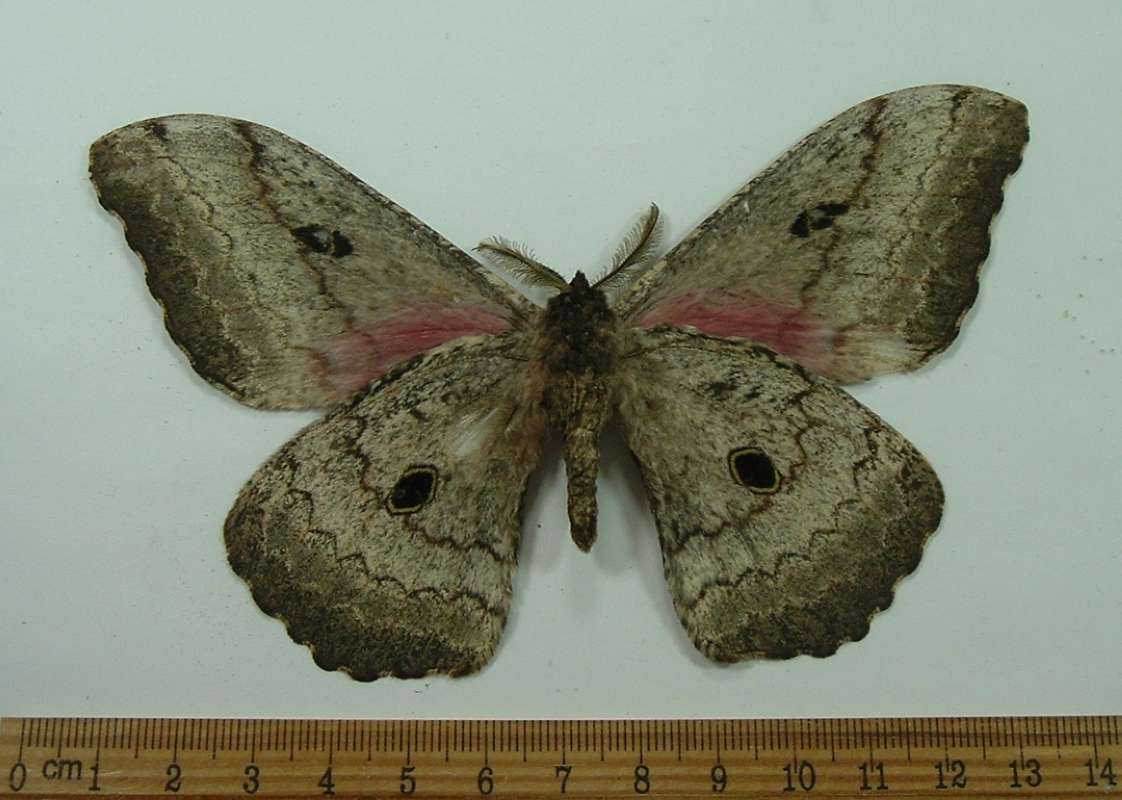 Male - Ventral View<br>(Origin of the Specimen: Livingstone Mnts. Tanzania)