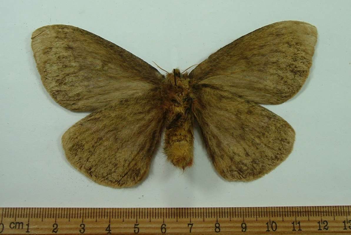 Female - Ventral View<br>(Origin of the Specimen: Rio Negros, Brazil)
