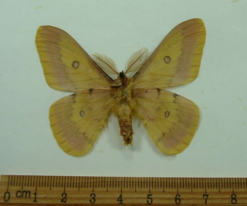 Male - Ventral View<br>(Origin of the Specimen: Greece, Dec. 23, 2013)