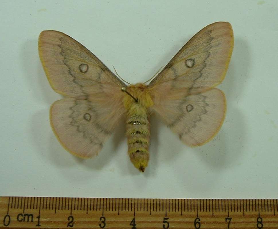 Female - Dorsal View<br>(Origin of the Specimen: Greece, Dec. 23, 2013)