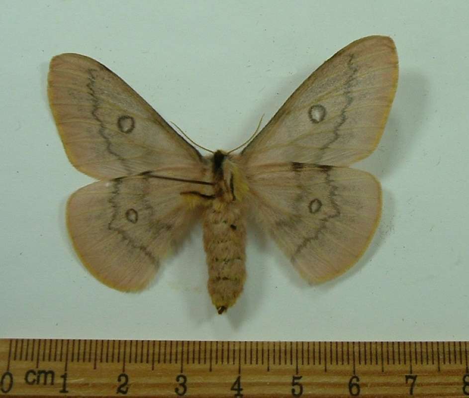 Female - Ventral View<br>(Origin of the Specimen: Greece, Dec. 23, 2013)
