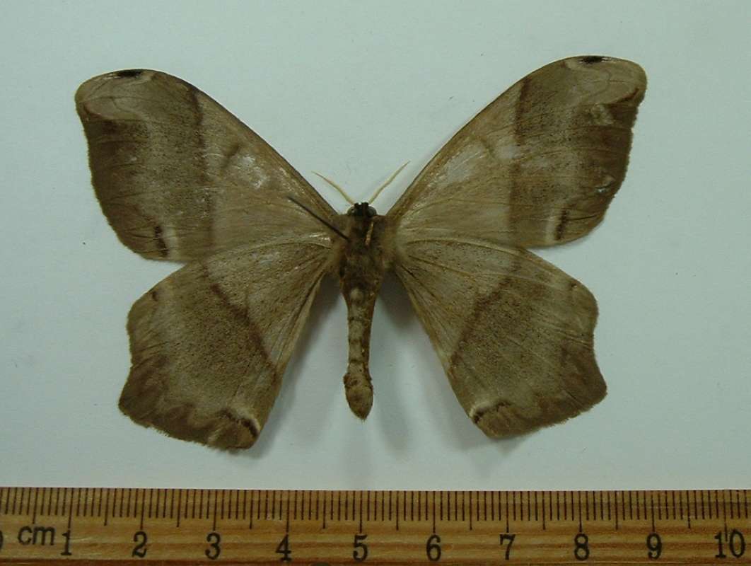 Male - Ventral View<br>(Origin of the Specimen: Sierra Oriental, Chiapas)