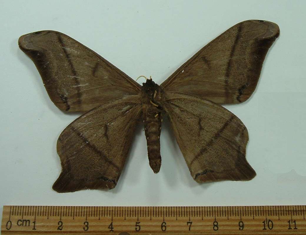 Male - Ventral View<br>(Origin of the Specimen: Ecuador, August)