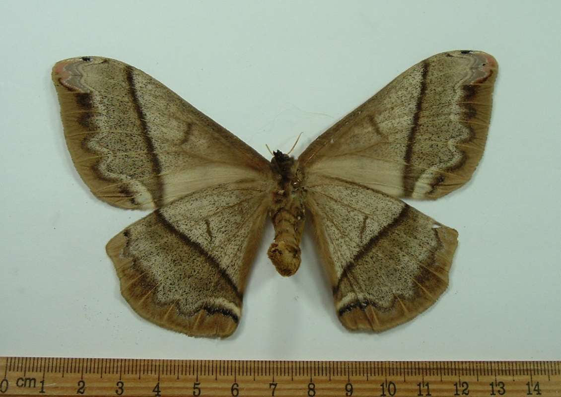 Female - Ventral View<br>(Origin of the Specimen: Peru, March)