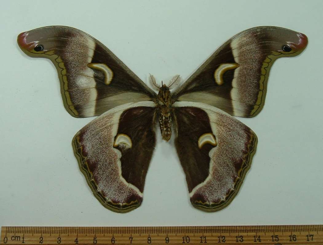 Male - Ventral View<br>(Origin of the Specimen: Gabon, August 2009)