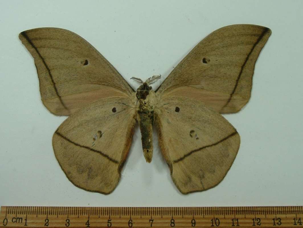 Male - Ventral View<br>(Origin of the Specimen: Gabon, August 2009)