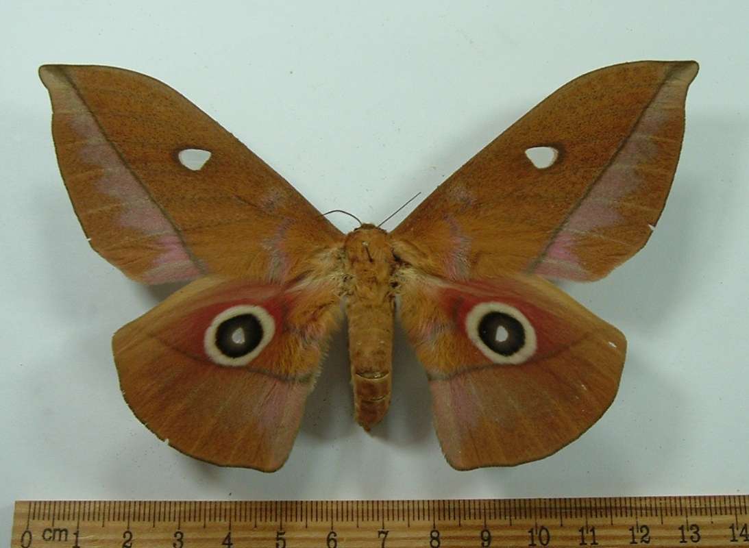 Female - Dorsal View<br>(Origin of the Specimen: Gabon, August 2009)