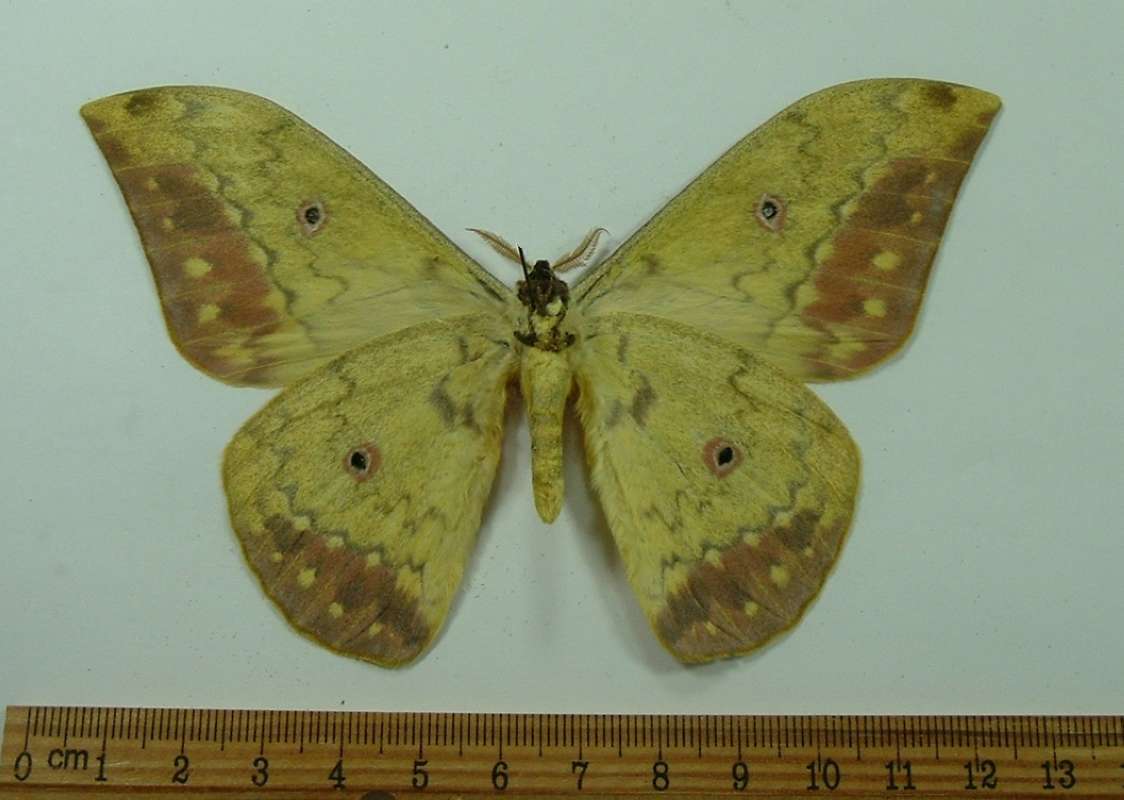 Male - Ventral View<br>(Origin of the Specimen: Tanzania, April 1999)