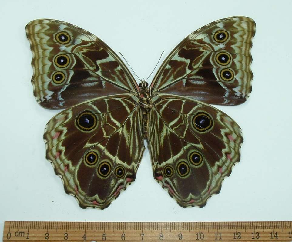 Female - Ventral View<br>(Origin of the Specimen: Ecuador, Feb. 1989)