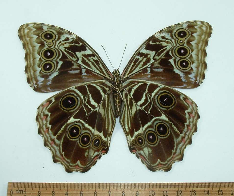 Female - Ventral View<br>(Origin of the Specimen: Bolivia, May)