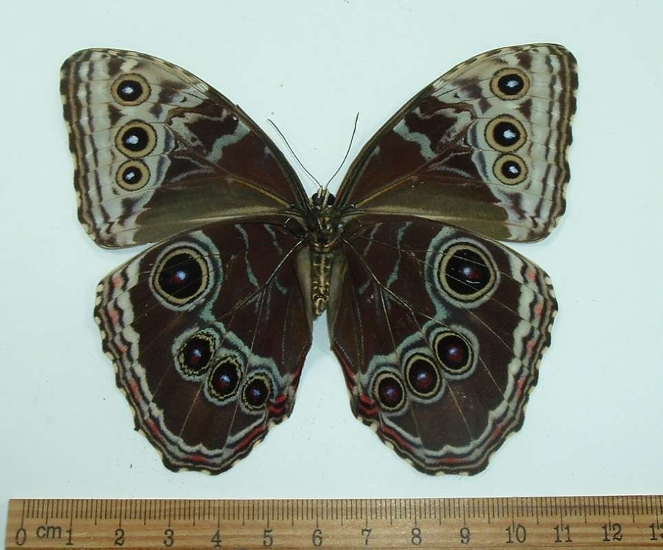 Female - Venral View form limpida<br>(Origin of the Specimen: Golfeto, Costa Rica, April)