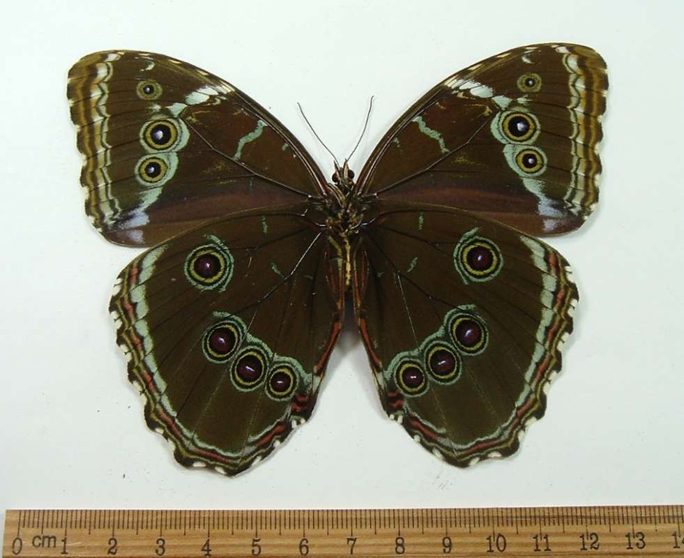 Female - Ventral View<br>(Origin of the Specimen: Trinidad, Sept 1989)