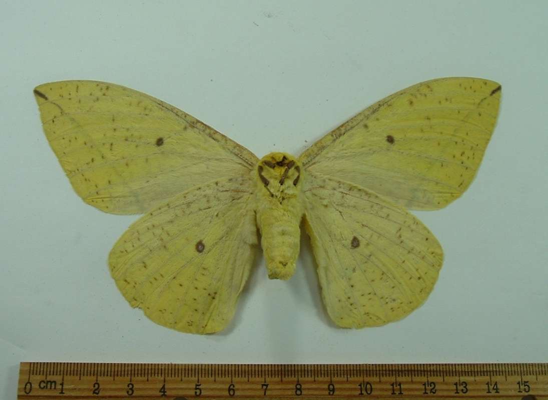 Female - Ventral View<br>(Origin of the Specimen: Peru, Feb. 1999)