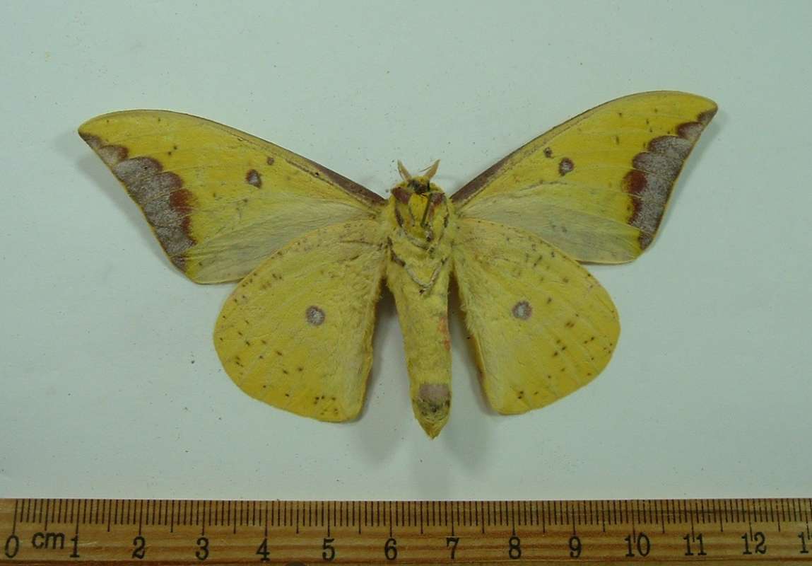 Male - Ventral View<br>(Origin of the Specimen: Ecuador)