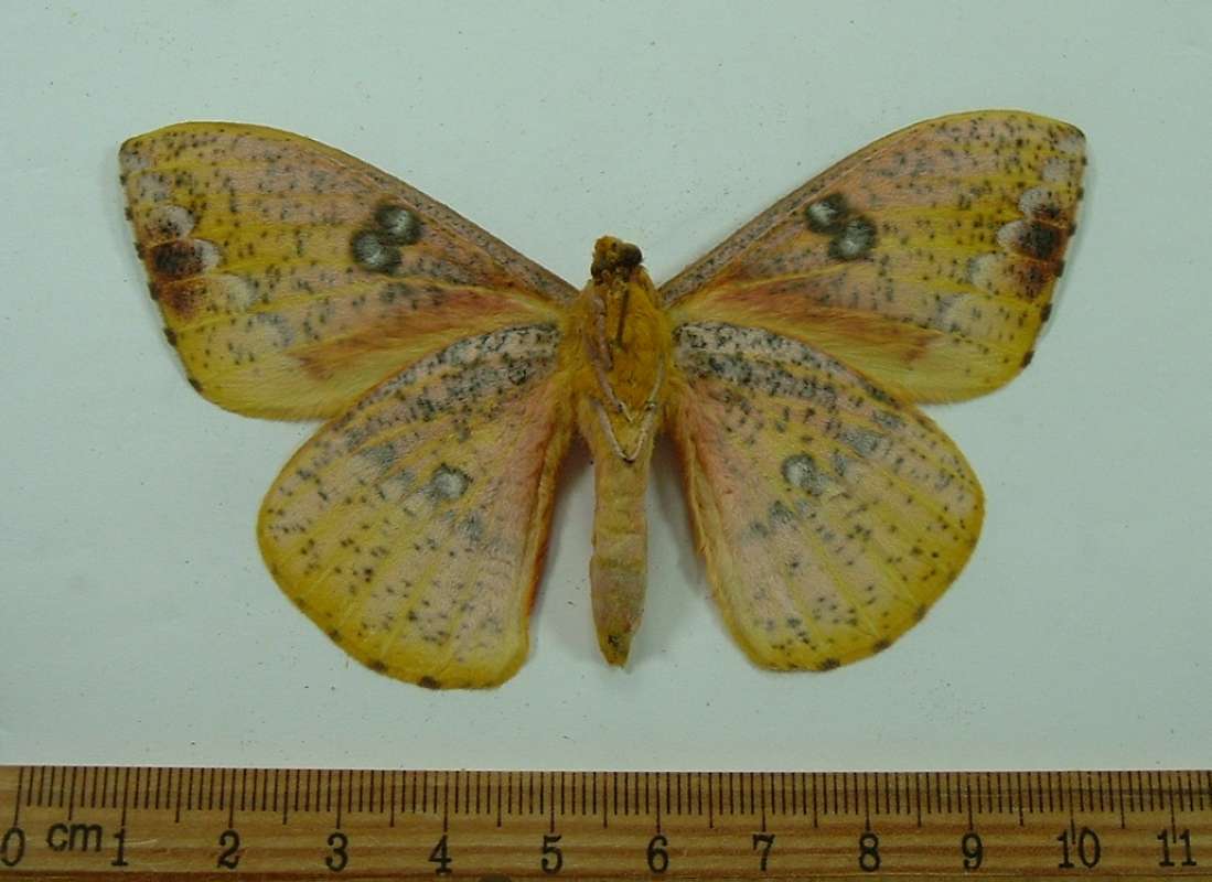 Male - Ventral View<br>(Origin of the Specimen: Peru)