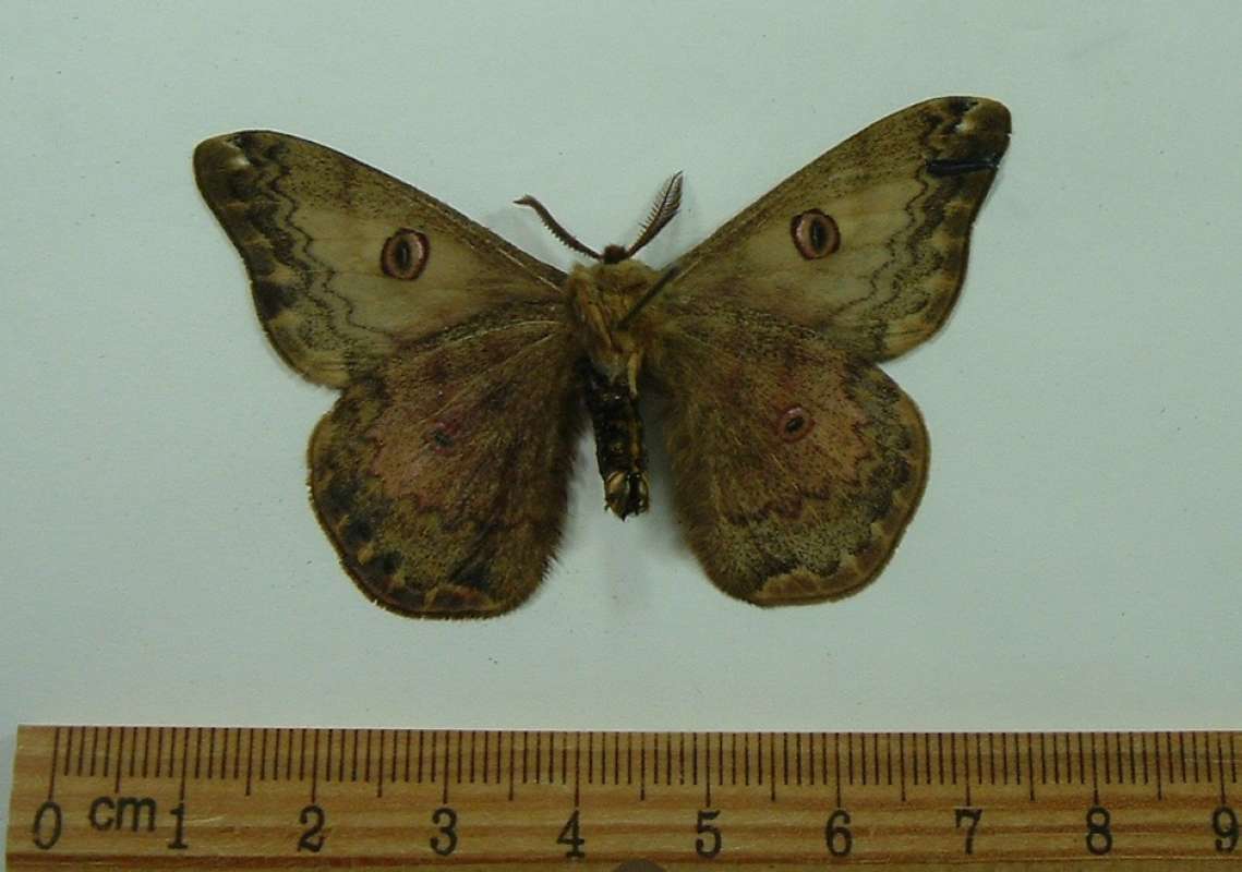Male - Ventral View<br>(Origin of the Specimen: Shaxxi-tia, China, Mar 2005)