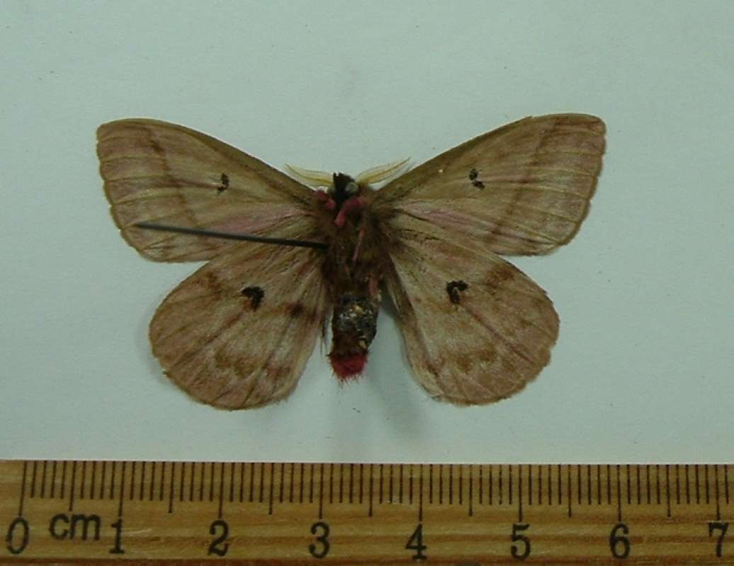 Male - Ventral View<br>(Origin of the Specimen: Obidos, April 1992)