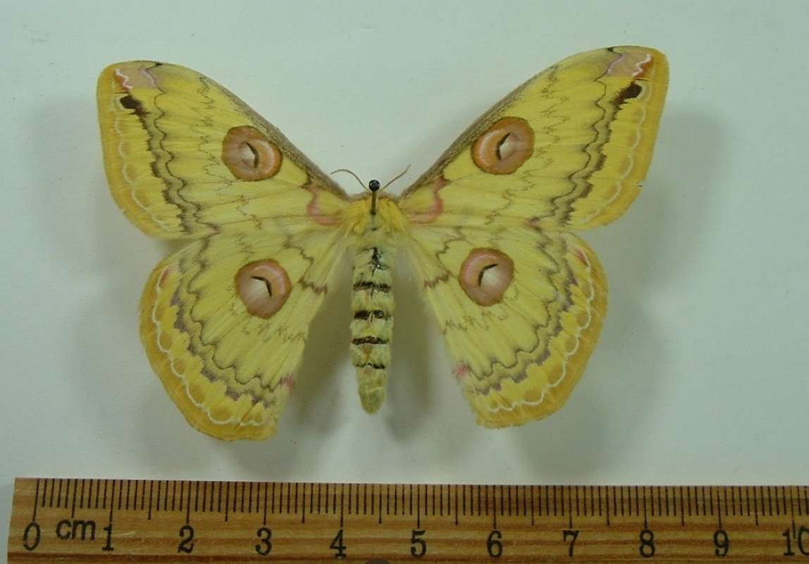 Female -Dorsal<br>(Origin of the Specimen: Laos, Feb. 1997)