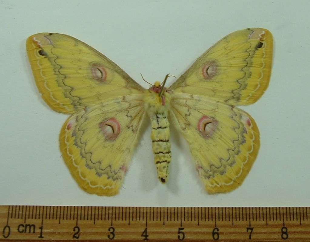 Female - Ventral<br>(Origin of the Specimen: Laos, Feb. 1997)