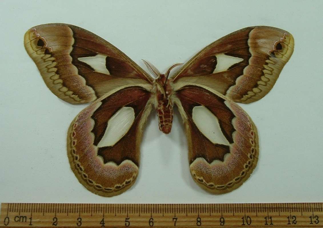 Male- Ventral View<br>(Origin of the Specimen: Bolivia, April, 1987)