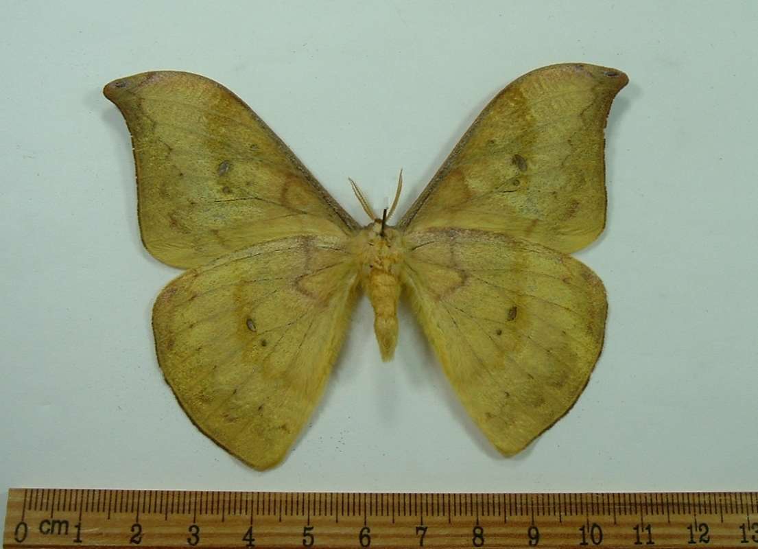 Male - Ventral View<br>(Origin of the Specimen: El Salvador, Sept, 1987)