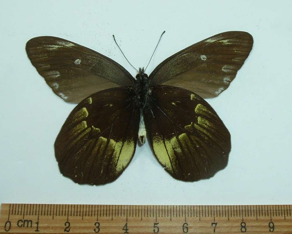 Male - Ventral<br>(Origin of the Specimen: Celebes, Dec. 2002)
