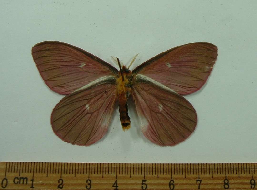 Male - Ventral View<br>(Origin of the Specimen: No Data Given)