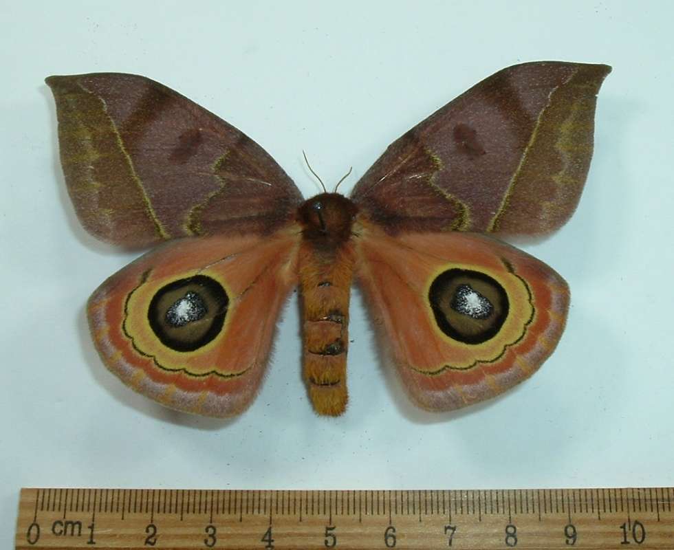 Female - Dorsal View<br>(Origin of the Specimen: No Data Given)