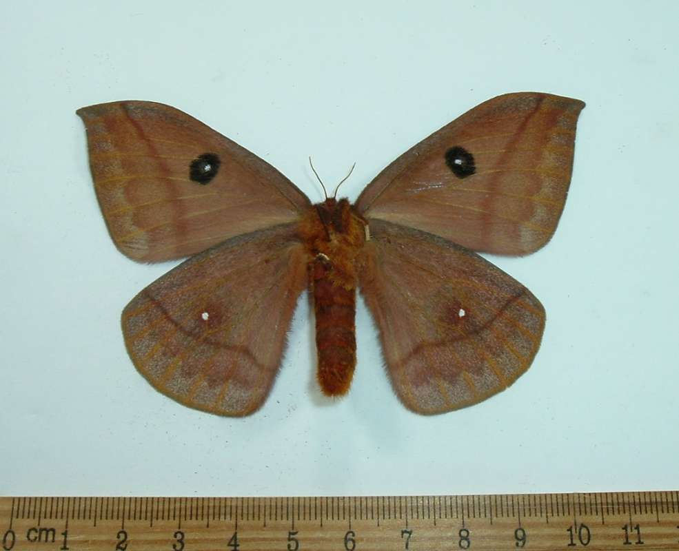 Female - Ventral View<br>(Origin of the Specimen: No Data Given)
