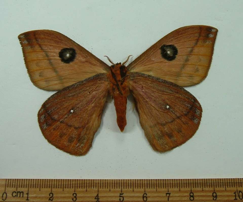 Male - Ventral View<br>(Origin of the Specimen: Kaw, French Guyana, December)