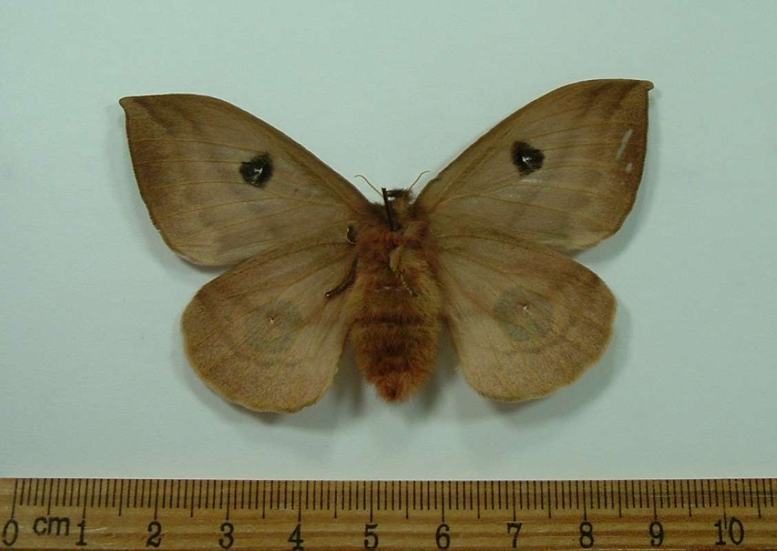 Female - Ventral View<br>(Origin of the Specimen: Costa Rica, August, 1998)
