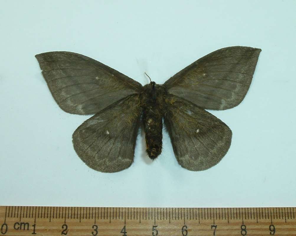Female - Ventral View<br>(Origin of the Specimen: Obidos, Brazil, April 1982)