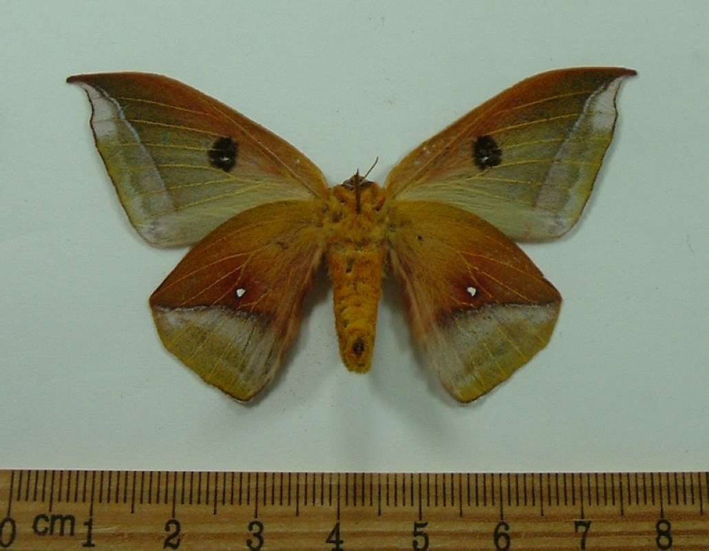 Female - Ventral<br>(Origin of the Specimen: Kaw, French Guyana, Feb.)