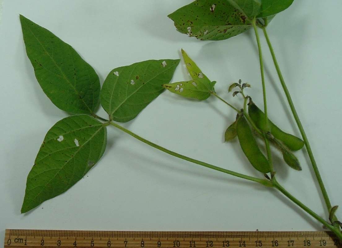 Top of Plant - Leaves and Fruit<br>(Origin of the Specimen: Mchenry, Illinois, Oct 1, 2014)