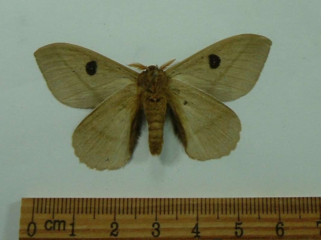 Male - Ventral<br>(Origin of the Specimen: Cuzco, Peru, September)