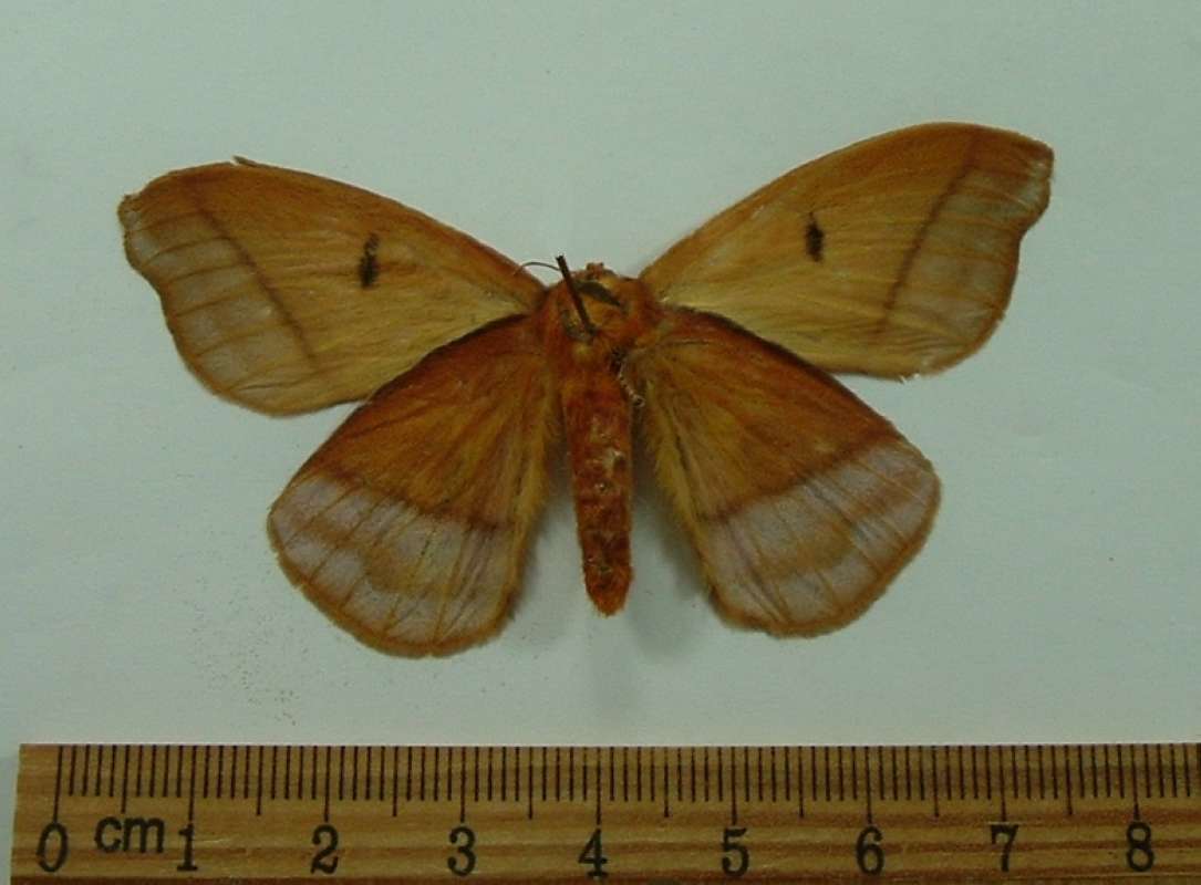 Female - Ventral View<br>(Origin of the Specimen: Obidos, May, 1981)