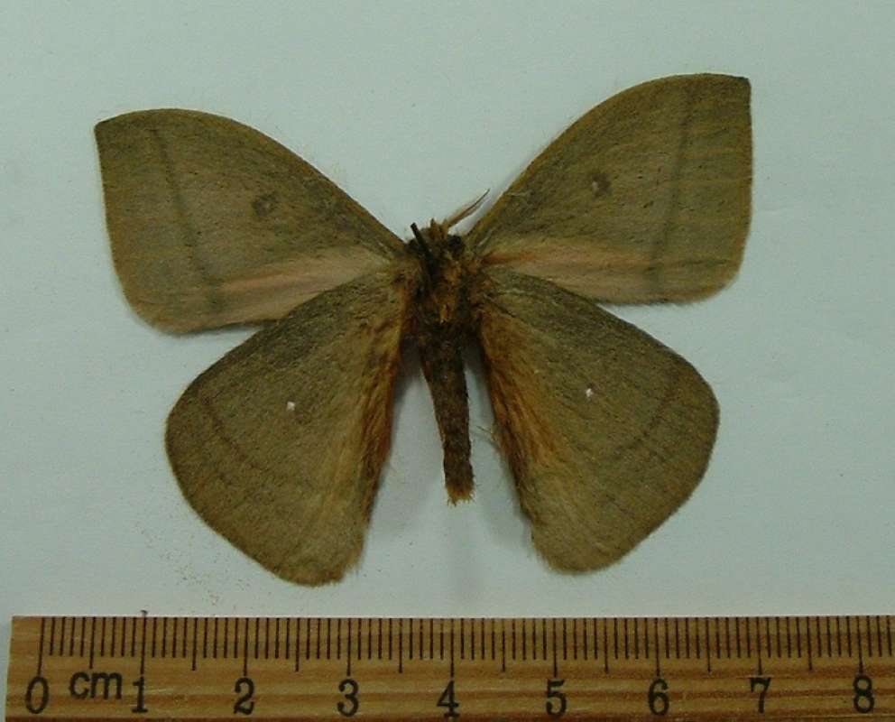 Male - Ventral View<br>(Origin of the Specimen: Golfeto, Costa Rica, July)