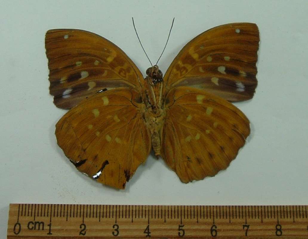 Male - Ventral View<br>(Origin of the Specimen: Khasiana, N. India, Pre 1950)