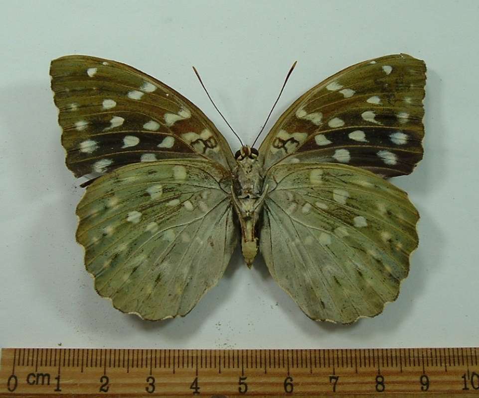 Female - Ventral View<br>(Origin of the Specimen: Malaysia, 1969)