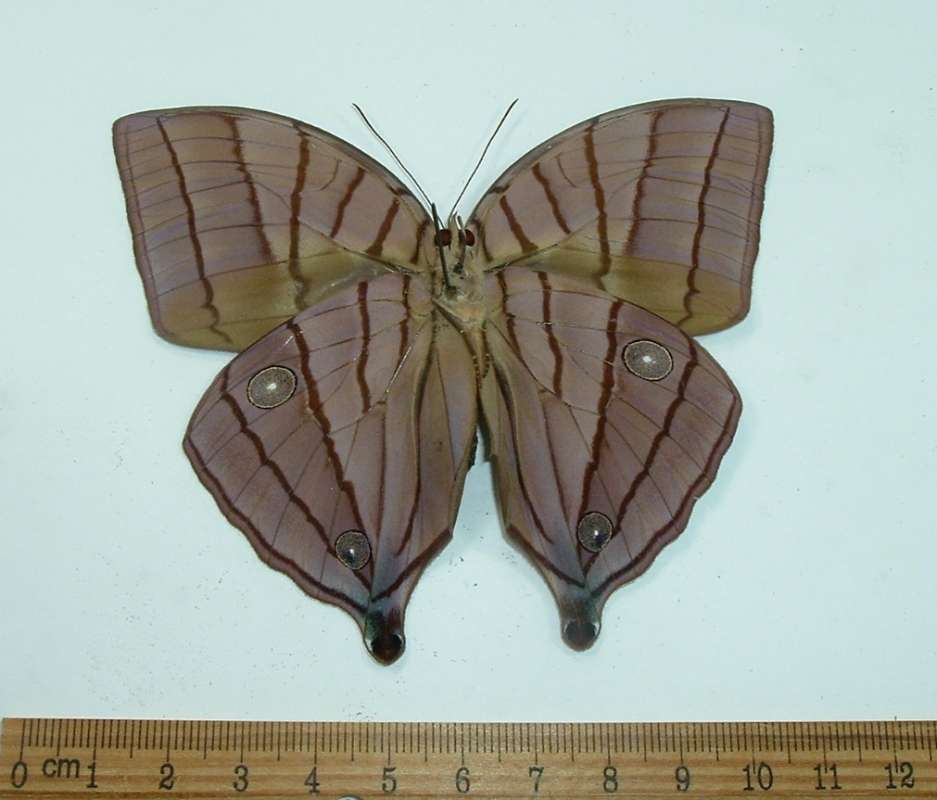 Male - Ventral View<br>(Origin of the Specimen: Western Java, Feb. 1999)