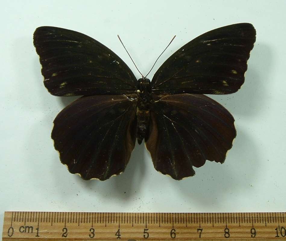 Female - Dorsal View<br>(Origin of the Specimen: Belitung, April 1998)