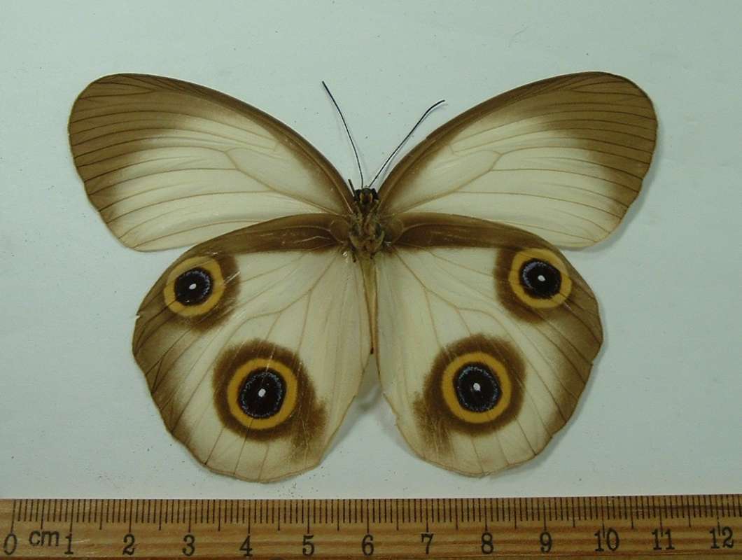 Female - Ventral View<br>(Origin of the Specimen: Buru, July 1999)