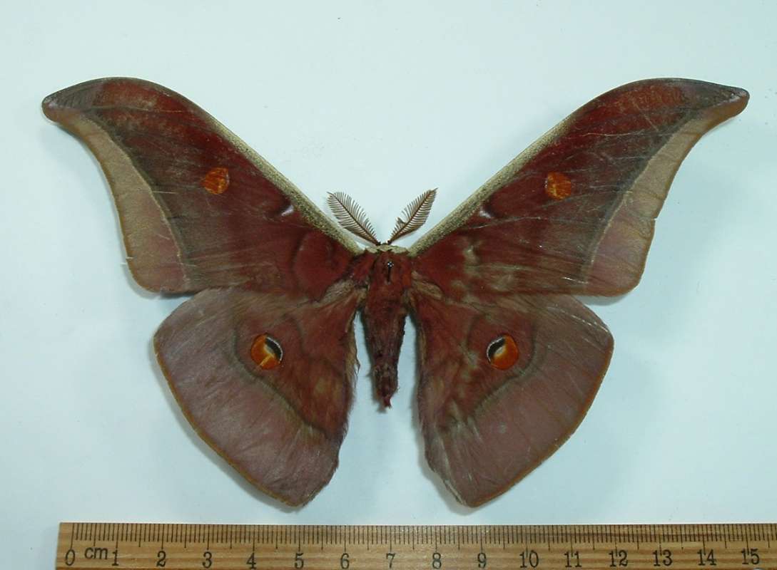 Male - Dorsal<br>(Origin of the Specimen: Thailand, May 2012)