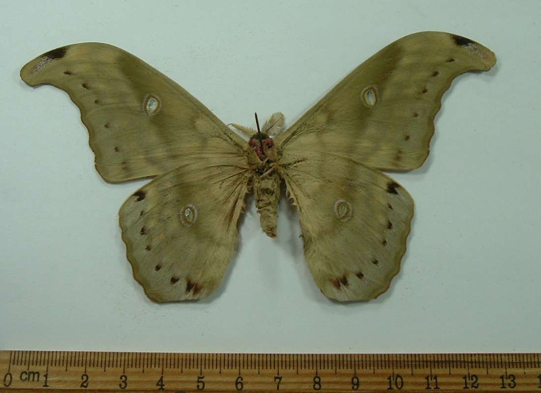 Male - Ventral View<br>(Origin of the Specimen: Philippines - August)