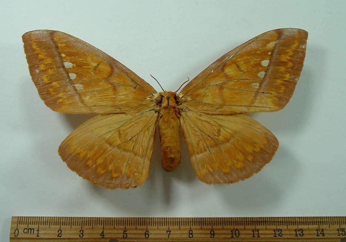 Female - Dorsal View<br>(Origin of the Specimen: St. Catarina, Brazil, April 1982)