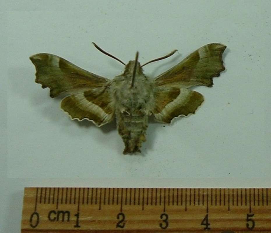 Male - Ventral View<br>(Origin of the Specimen: Moscow, May 18, 2003)