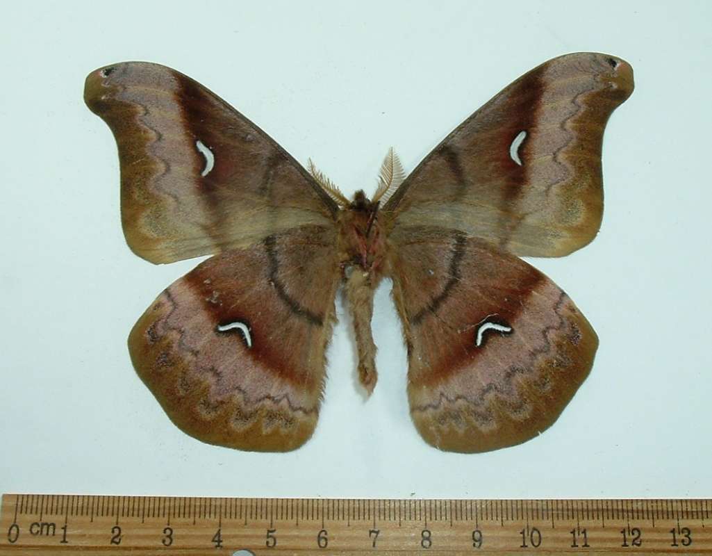Male - Ventral View<br>(Origin of the Specimen: Ecuador, May 2001)