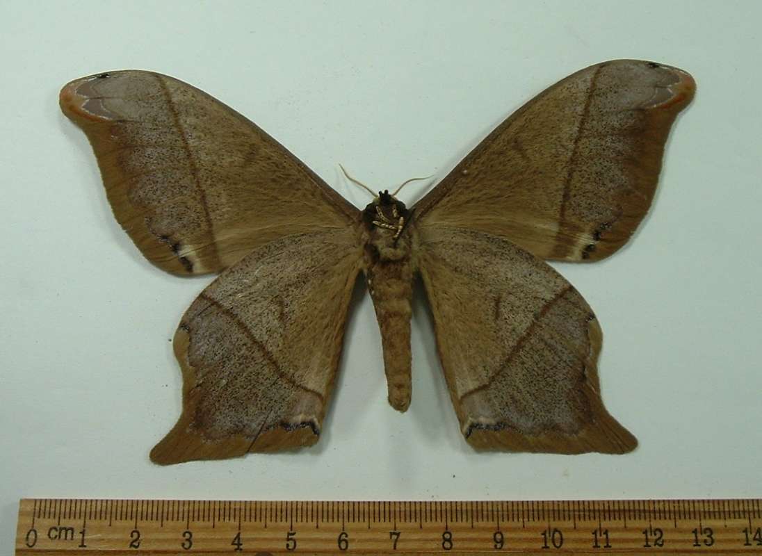 Male - Vetnral<br>(Origin of the Specimen: Bolivia, December 1998)