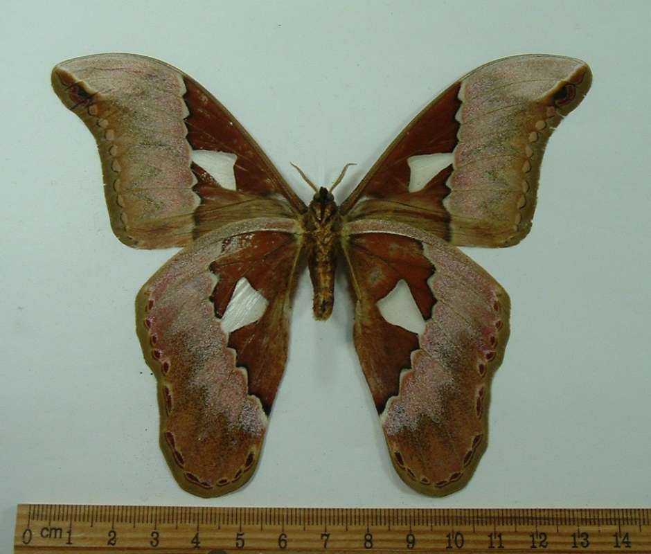 Male - Ventral View<br>(Origin of the Specimen: Ecuador, August)
